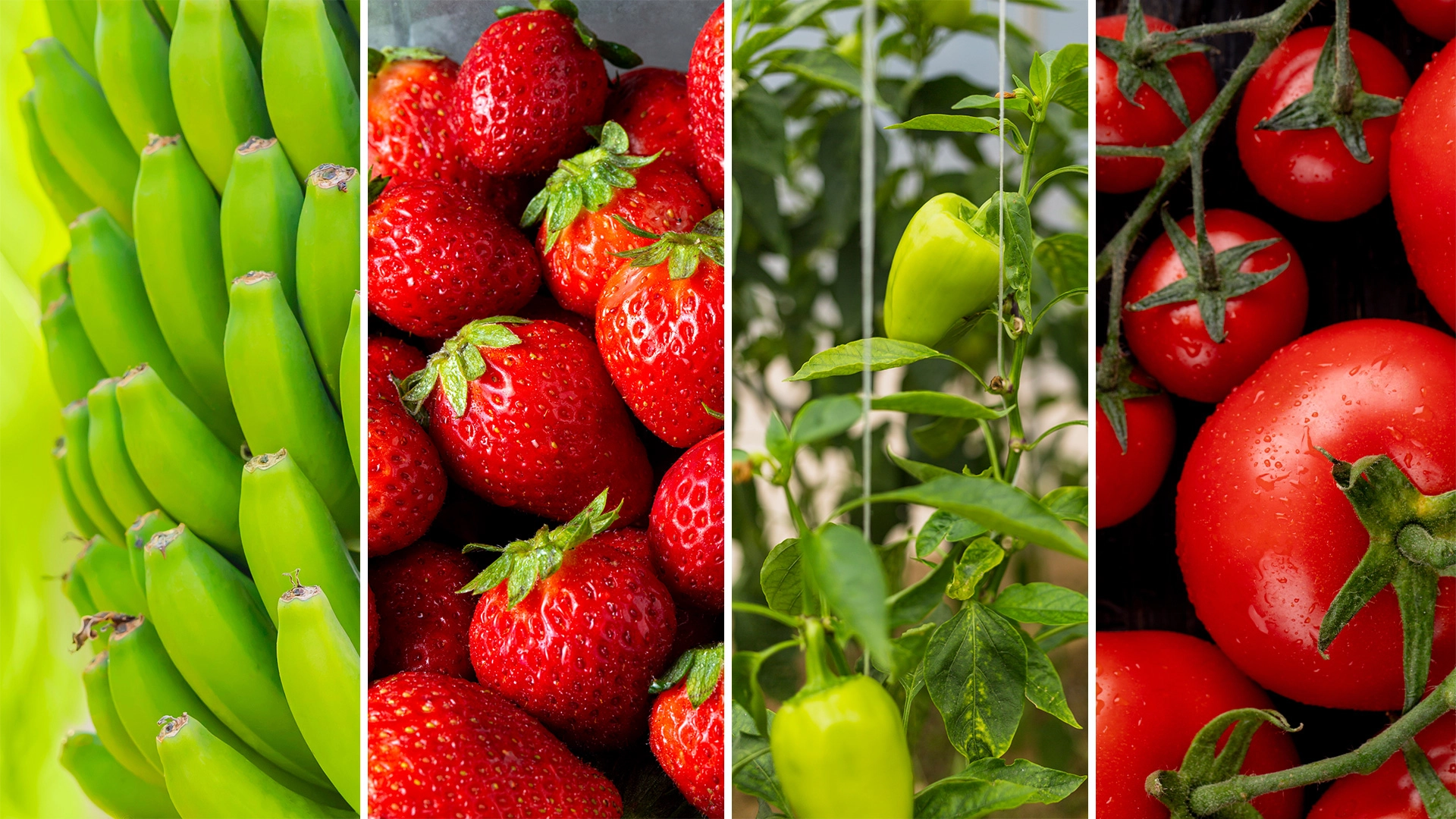 Topraklı - Topraksız <br>Sera Çeşitleri