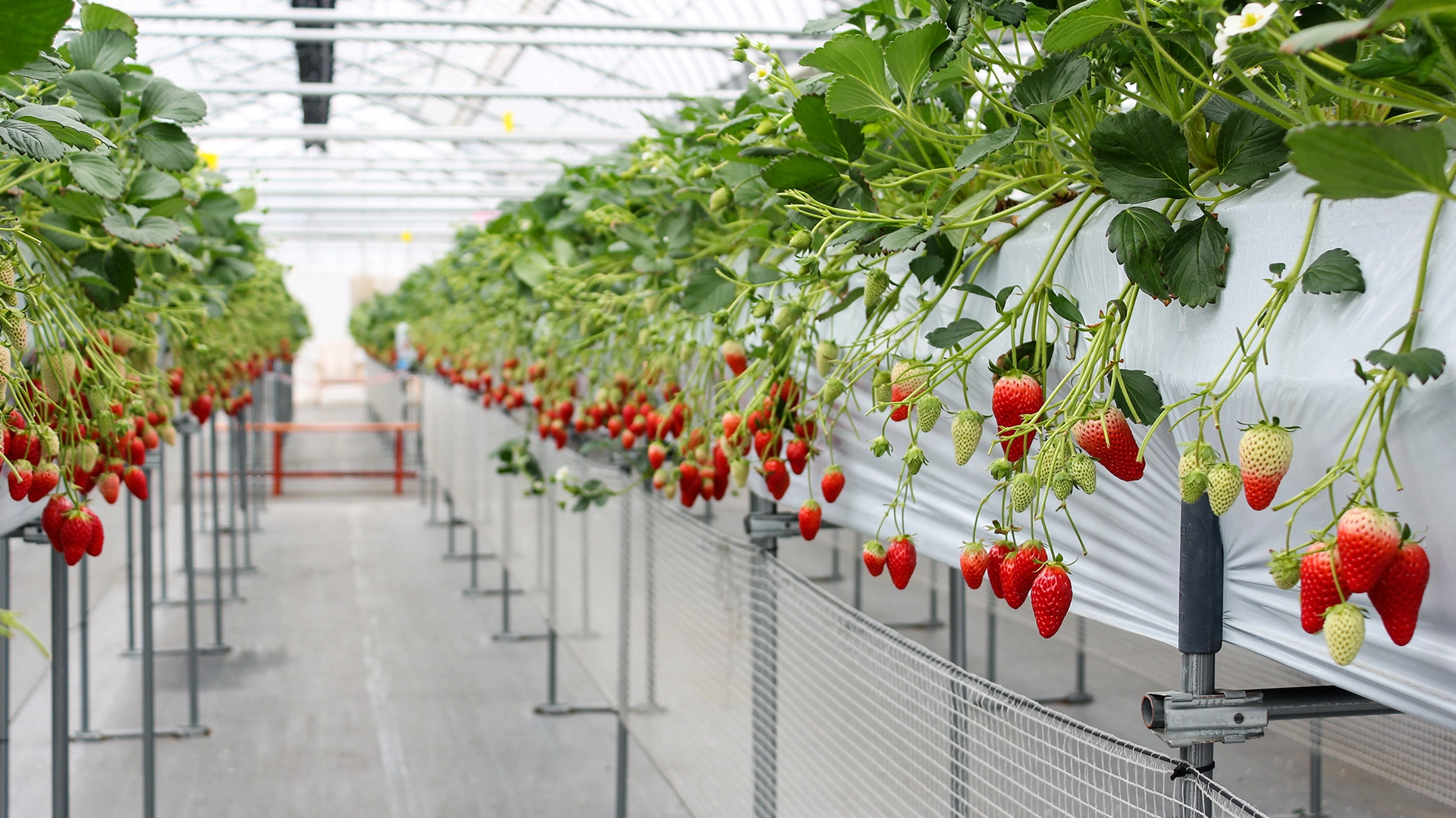 Topraksız Tarım<br> Çilek Serası