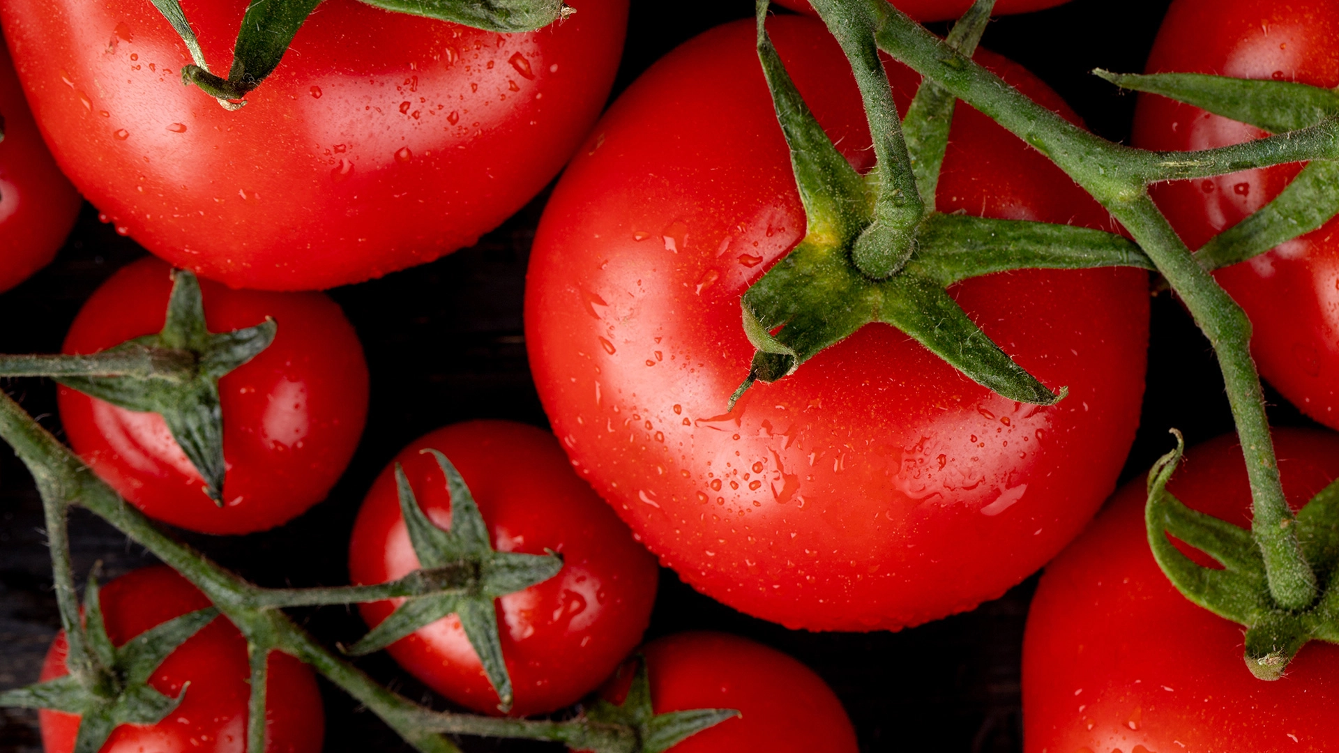 Topraksız Tarım <br>Domates Serası